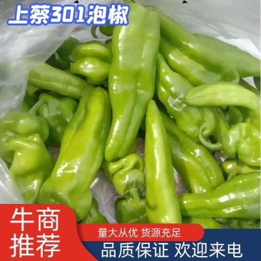 河南黄皮泡椒，301辣椒，基地直供多种品种，电商商超市场