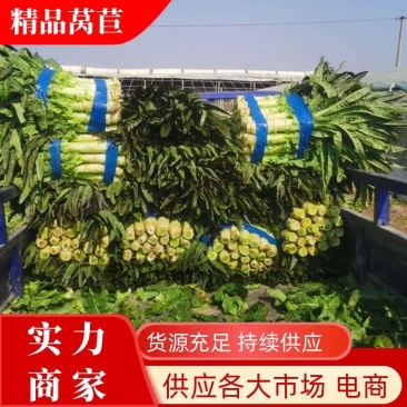 山东红尖叶莴笋大量上市个头均匀无脱节无裂口量大优惠