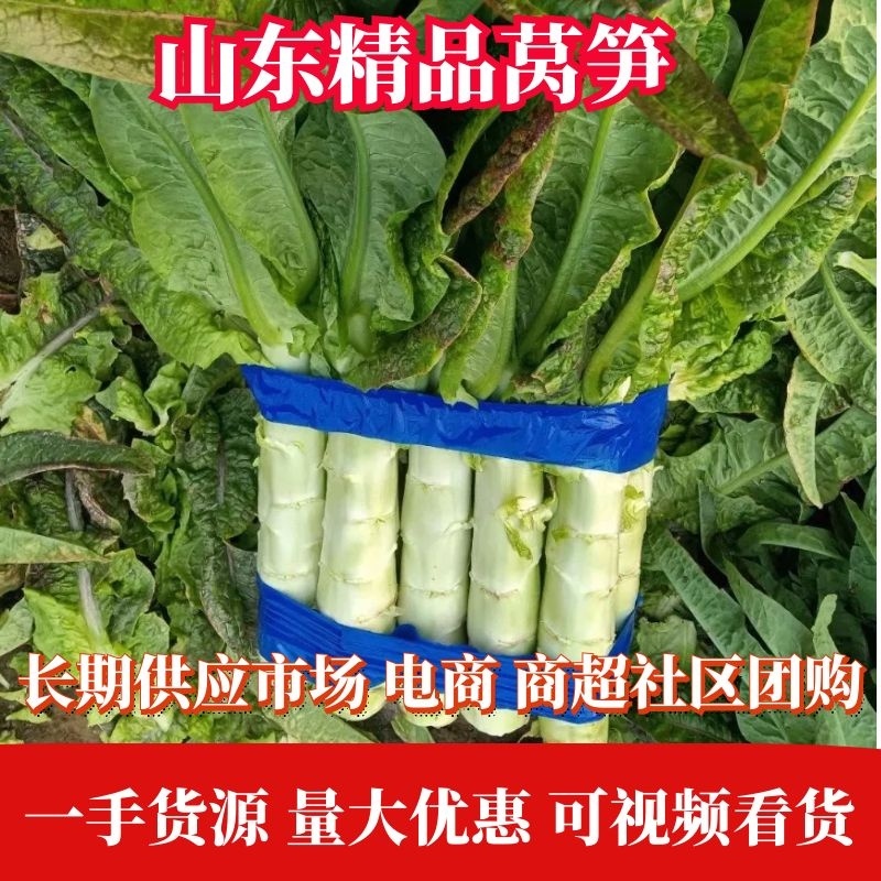 山东临沂沂南尖叶莴笋青皮青肉量大优惠来电咨询