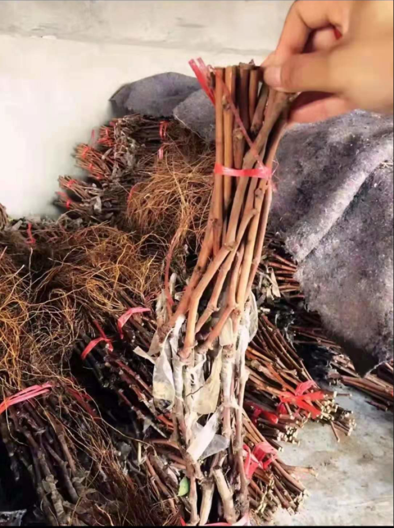 秋天清脆葡萄苗玉龙玫瑰葡5BB3309m品种纯正