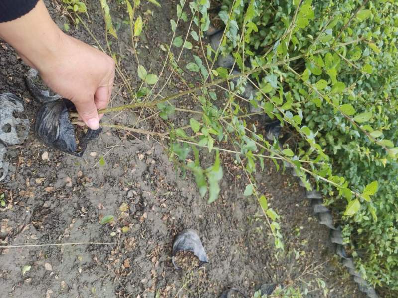 【精品推荐】成都小叶女真小杯苗30--50大量有货全国供应