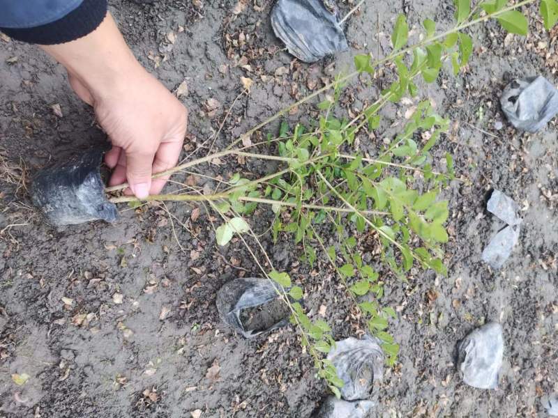 【精品推荐】成都小叶女真小杯苗30--50大量有货全国供应