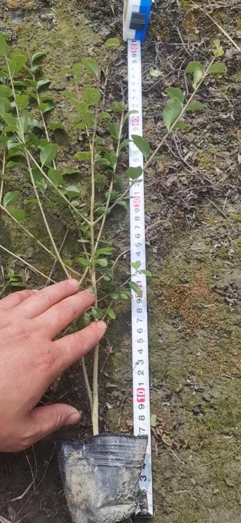 【精品推荐】成都小叶女真小杯苗30--50大量有货全国供应