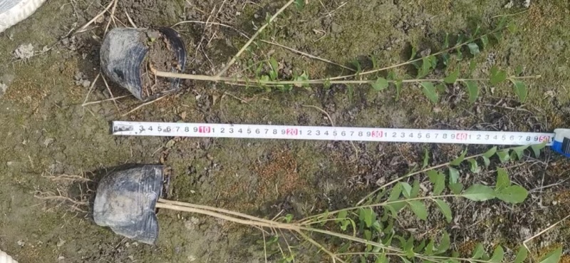 【精品推荐】成都小叶女真小杯苗30--50大量有货全国供应