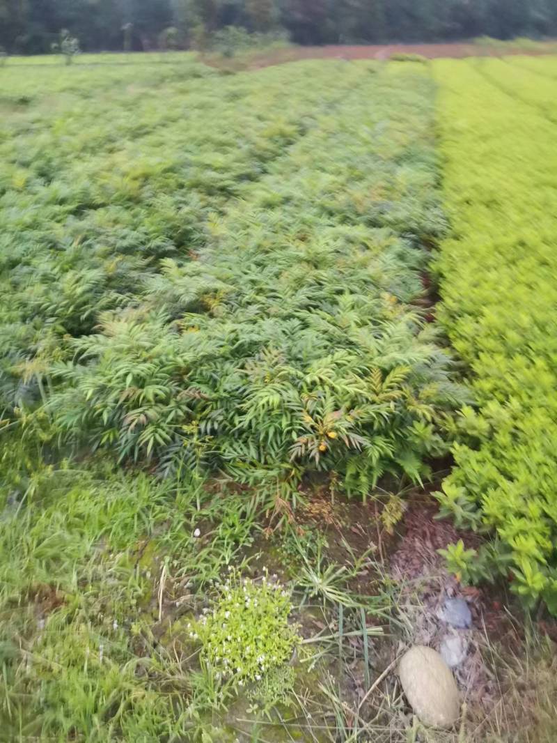 【现采现发】十大功劳杯苗30-50公分大量有货成活率高