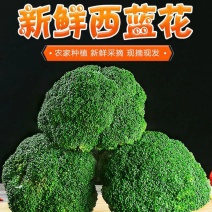 精品西蓝花，一手货源，货源充足，全国发货，有耐寒和耐热等