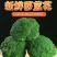 精品西蓝花，一手货源，货源充足，全国发货，有耐寒和耐热等