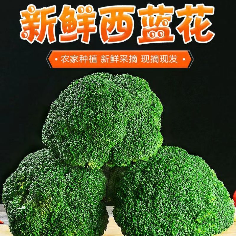 精品西蓝花，一手货源，货源充足，全国发货，有耐寒和耐热等