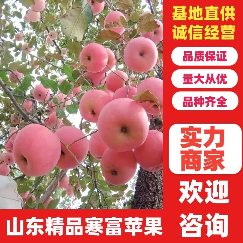 红富士苹果大量出售货源充足质量保证代办一切手续