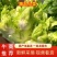 万亩儿菜基地，精品抱儿菜，又名多头菜，儿菜
