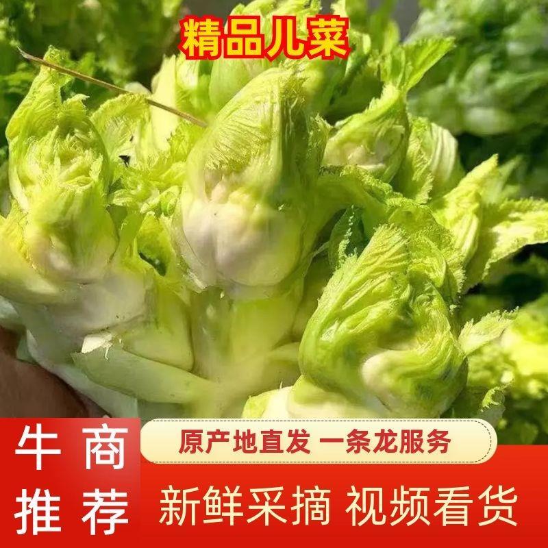 万亩儿菜基地，精品抱儿菜，又名多头菜，儿菜