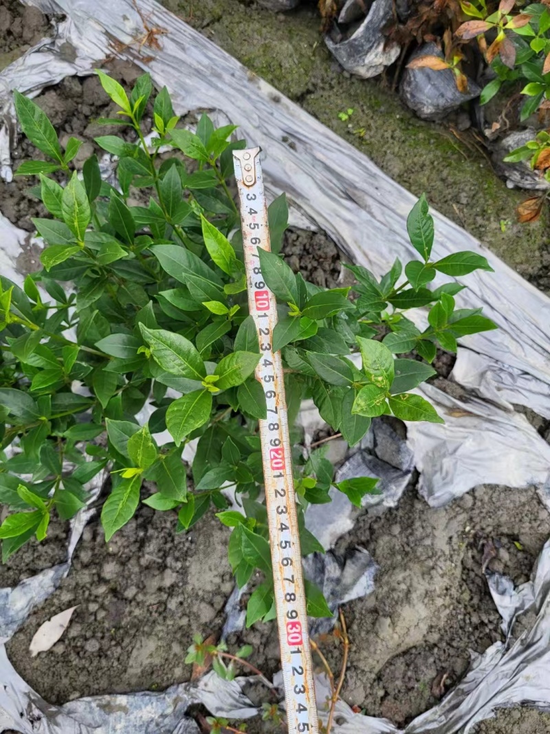 栀子花、大栀子花、小栀子花、四季栀子花30--50公分
