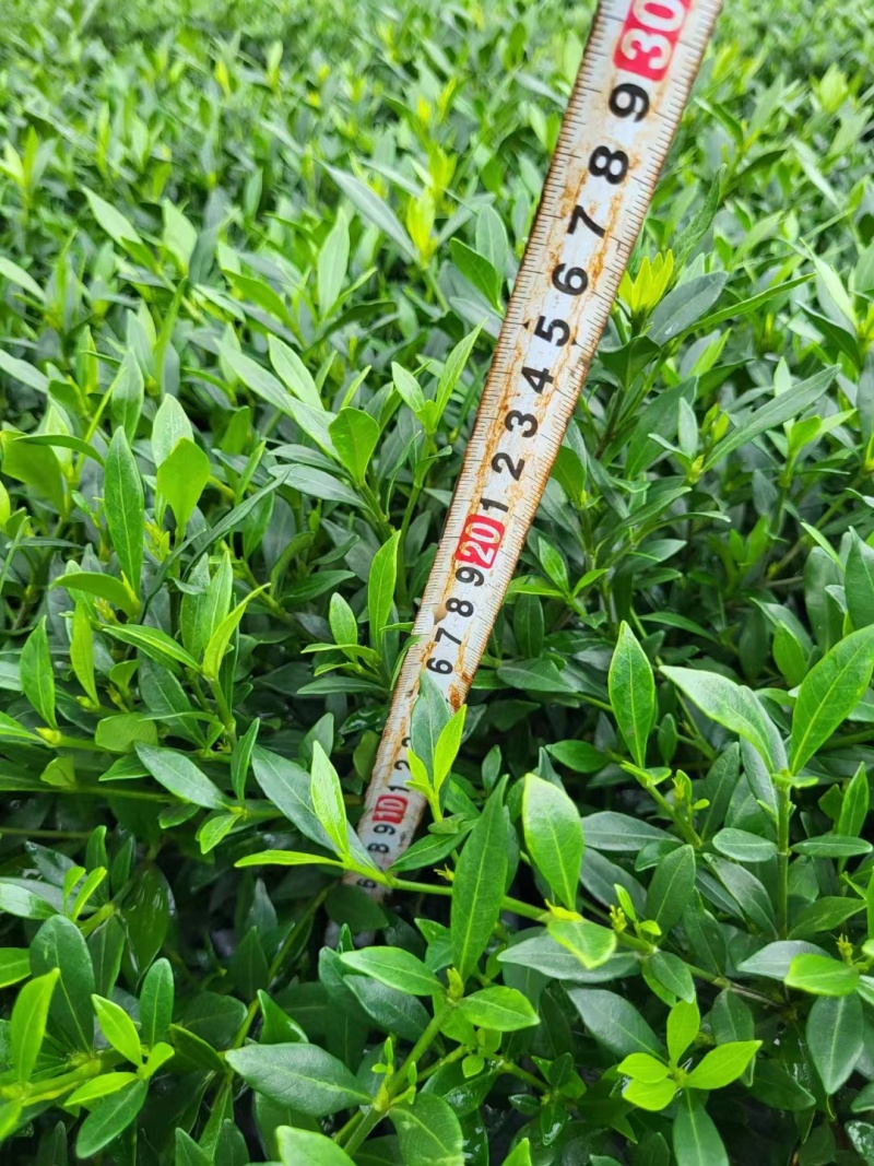 栀子花、大栀子花、小栀子花、四季栀子花30--50公分