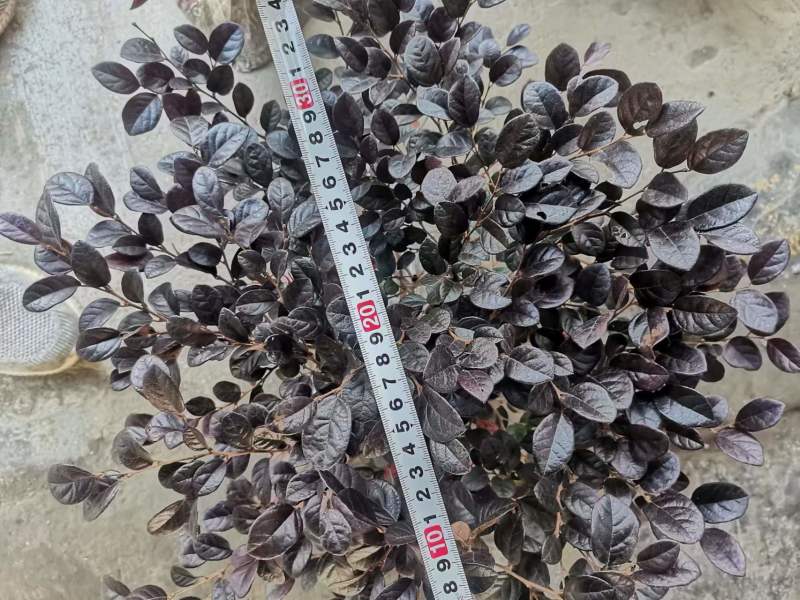 【精选】红花继木精品工程苗，毛球，大笼子30--50公分