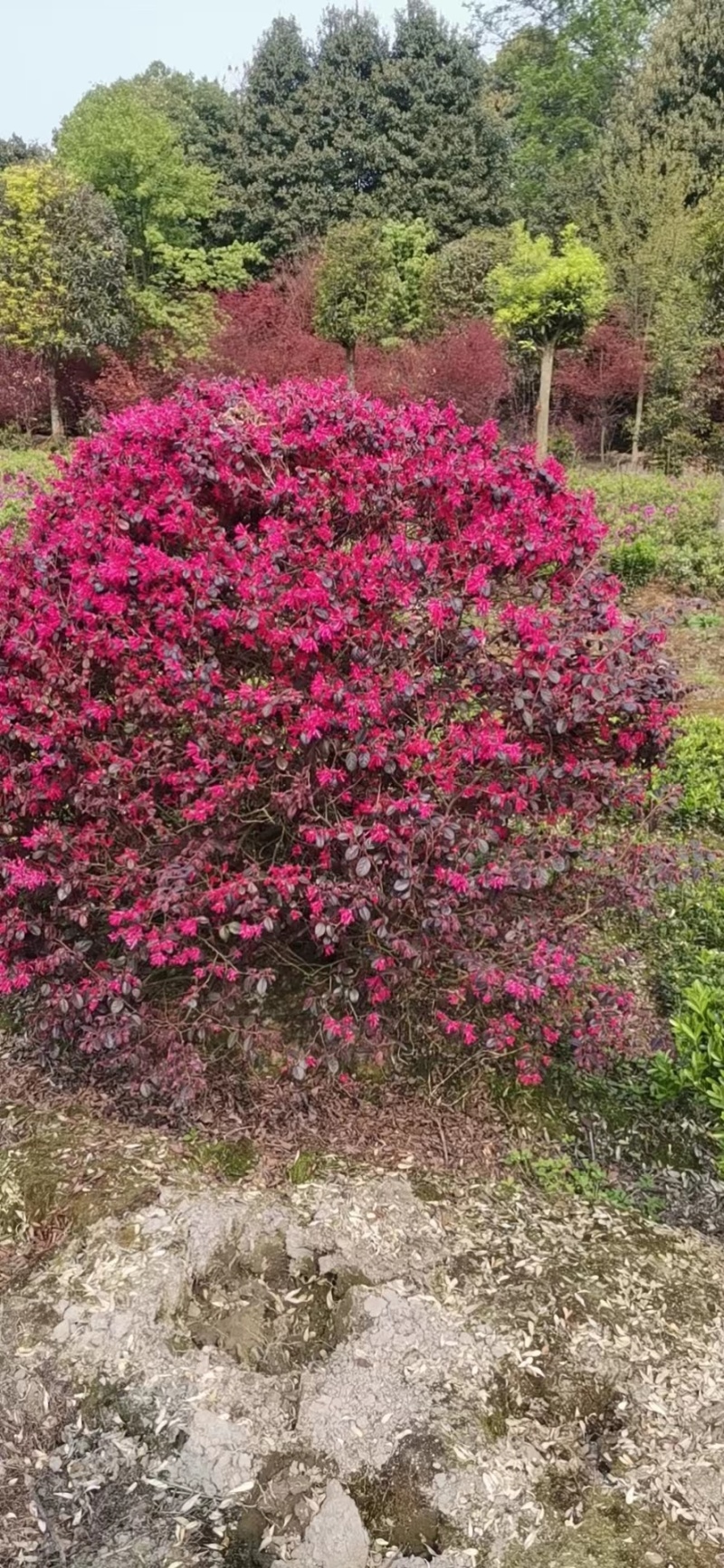【精选】红花继木精品工程苗，毛球，大笼子30--50公分