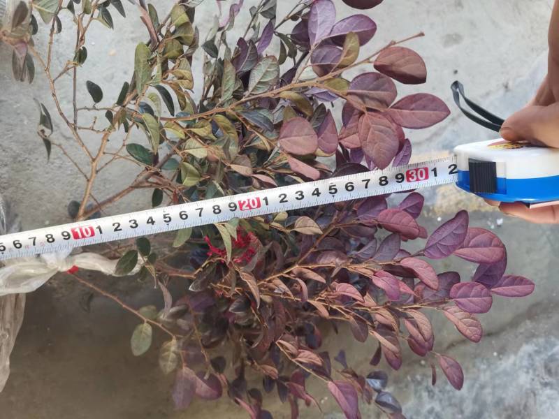 【精选】红花继木精品工程苗，毛球，大笼子30--50公分