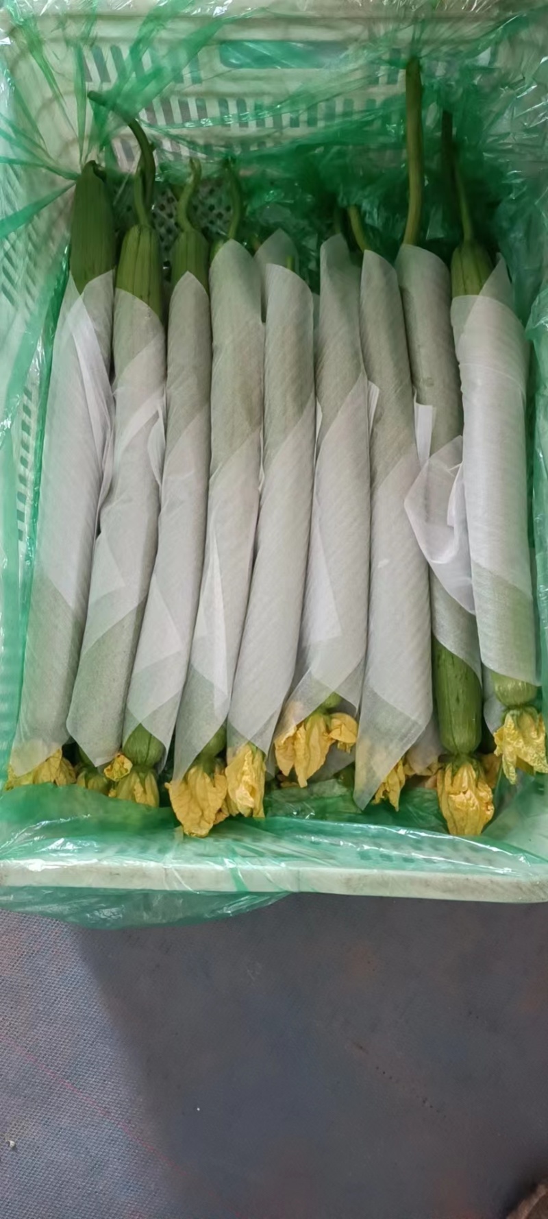 丝瓜中绿丝瓜一手货源视频看货品质保证以质论价
