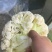 【花菜】松花菜散花乳白2~3斤品质保证可实地看货