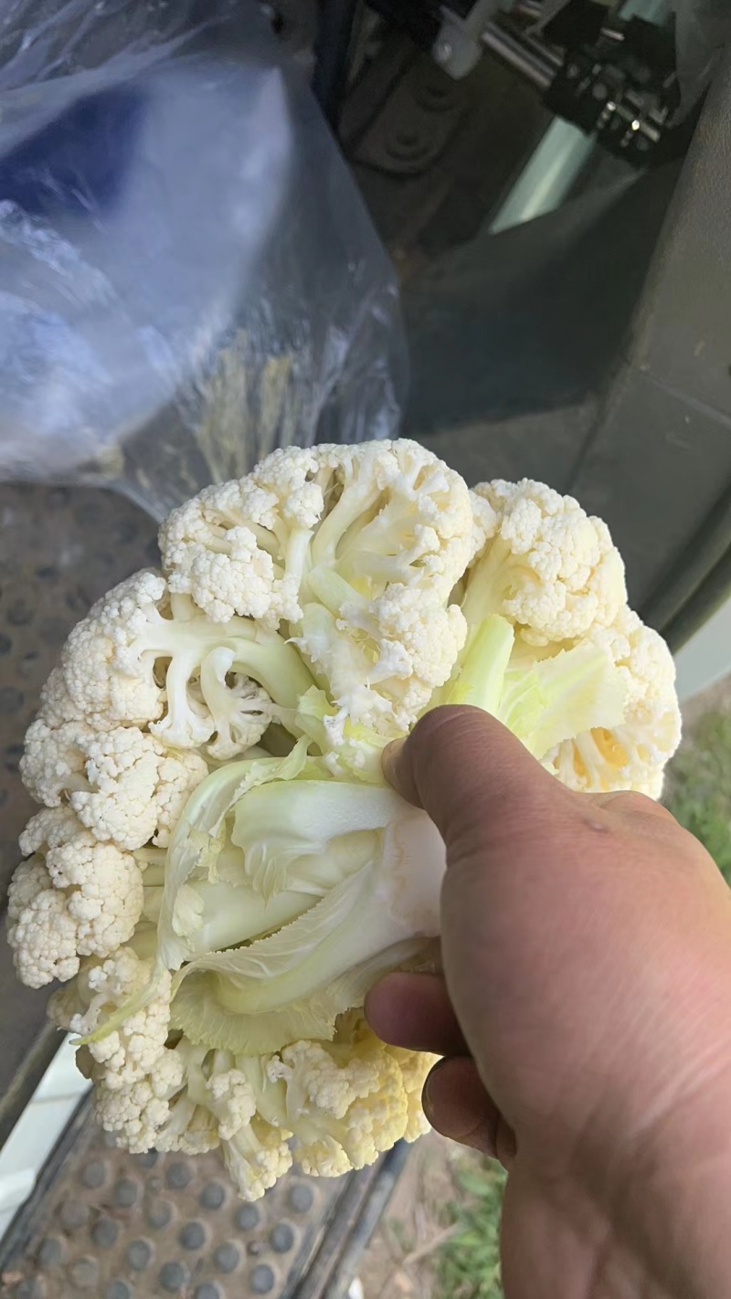 【花菜】松花菜散花乳白2~3斤品质保证可实地看货