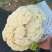 【花菜】松花菜散花乳白2~3斤品质保证可实地看货