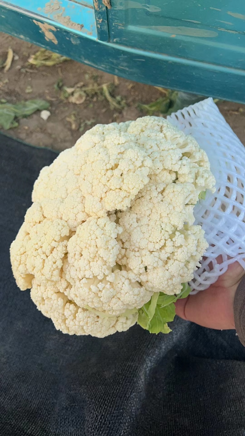 【花菜】松花菜散花乳白2~3斤品质保证可实地看货