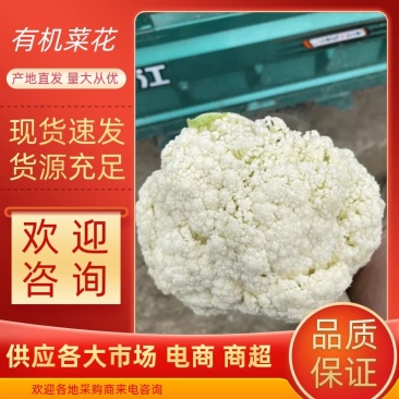 【花菜】精品有机菜花产地直发供应各大市场电商商超