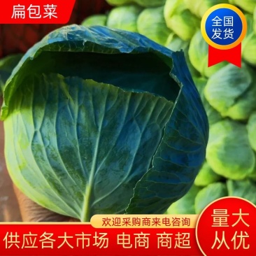 【甘蓝】湖北扁包菜原产地直发可视频看货量大从优