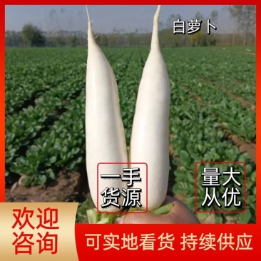 【萝卜】白萝卜冷库预冷萝卜精选好货大量上市欢迎咨询