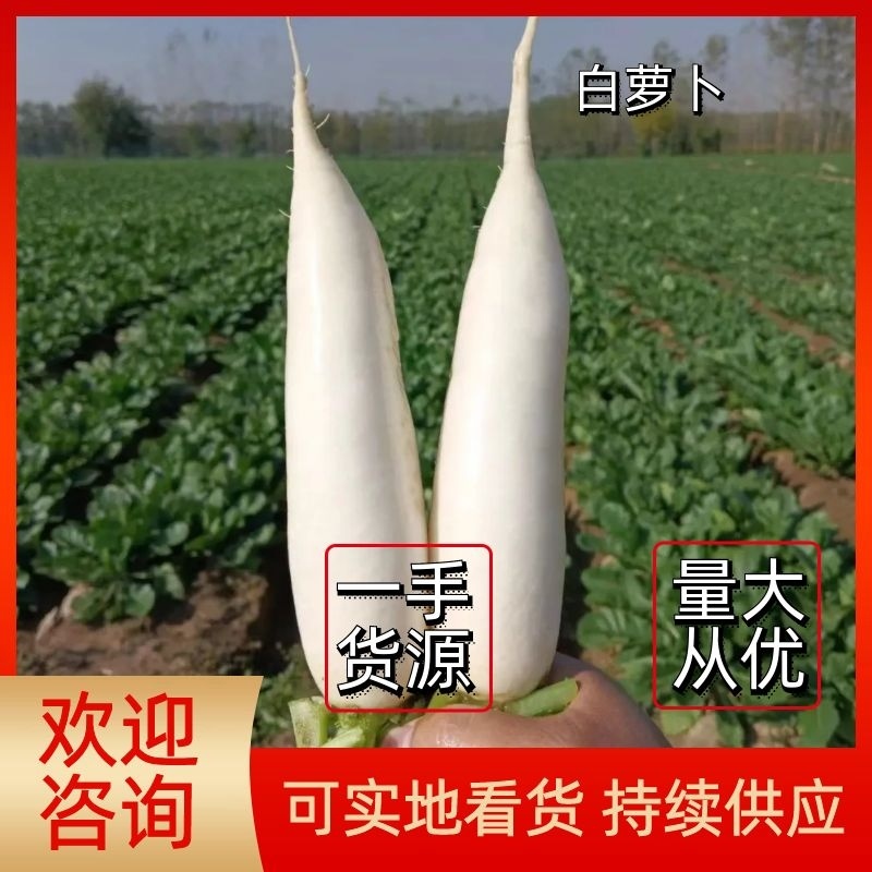 【萝卜】白萝卜冷库预冷萝卜精选好货大量上市欢迎咨询