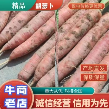 陕西省，大荔纯沙地新鲜红萝卜，量大丛优。