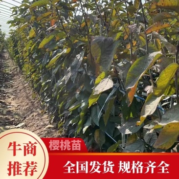 矮化樱桃苗樱桃树，萨米脱，布鲁克斯，美早，现场起苗，品种纯