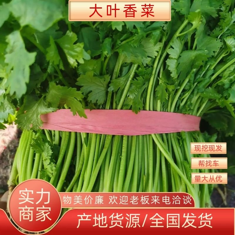 【香菜推荐】老板们好，我是辽宁凌海香菜产地，我们这6初陆