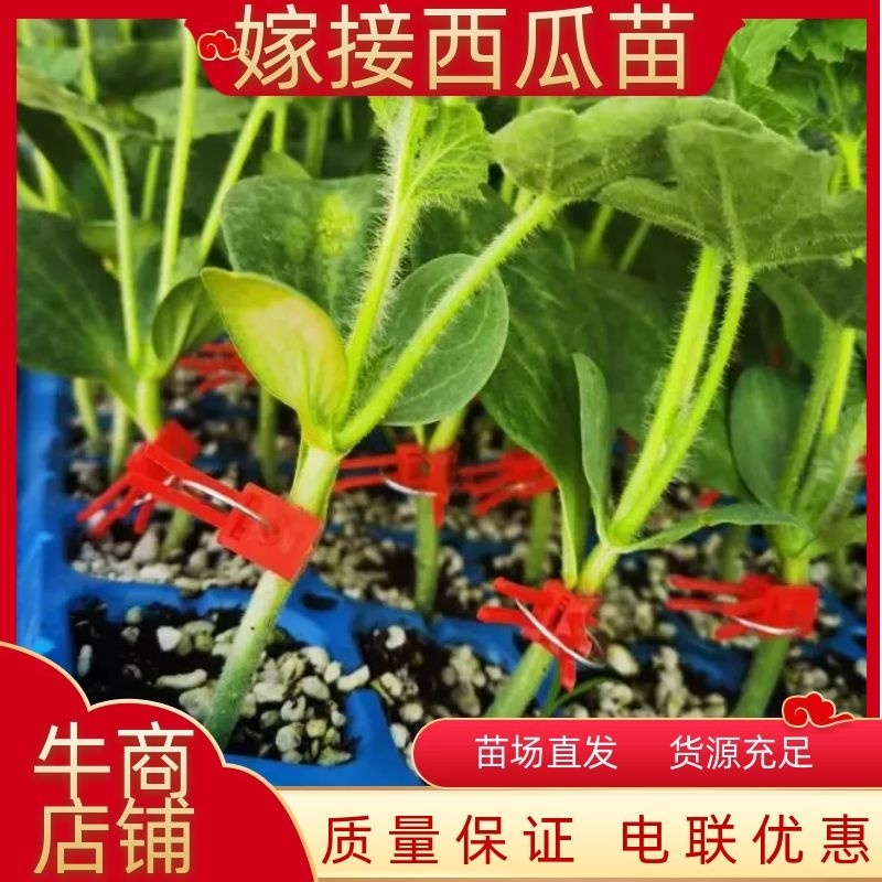 西瓜苗，美都西瓜苗，嫁接美都西瓜苗，优质种苗