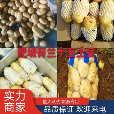 精品荷兰十五土豆精装货源，套网装箱货，大量出售中