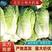 北京新三号大白菜大量供应泡菜厂，酱菜厂，加工厂，价格便宜