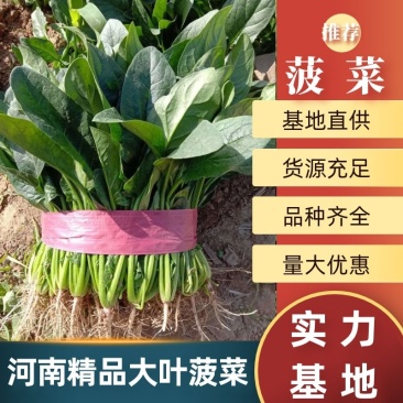 河南滑县精品菠菜优质货源价格美丽实力代办代发全国