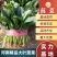 河南滑县精品菠菜优质货源价格美丽实力代办代发全国