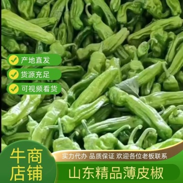 山东枣庄精品薄皮椒大量上市品质保证支持视频看货