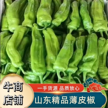山东精品薄皮椒产地直发一手货源量大从优欢迎联系