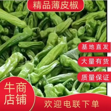 山东精品薄皮椒大量上市品质保证量大从优欢迎联系
