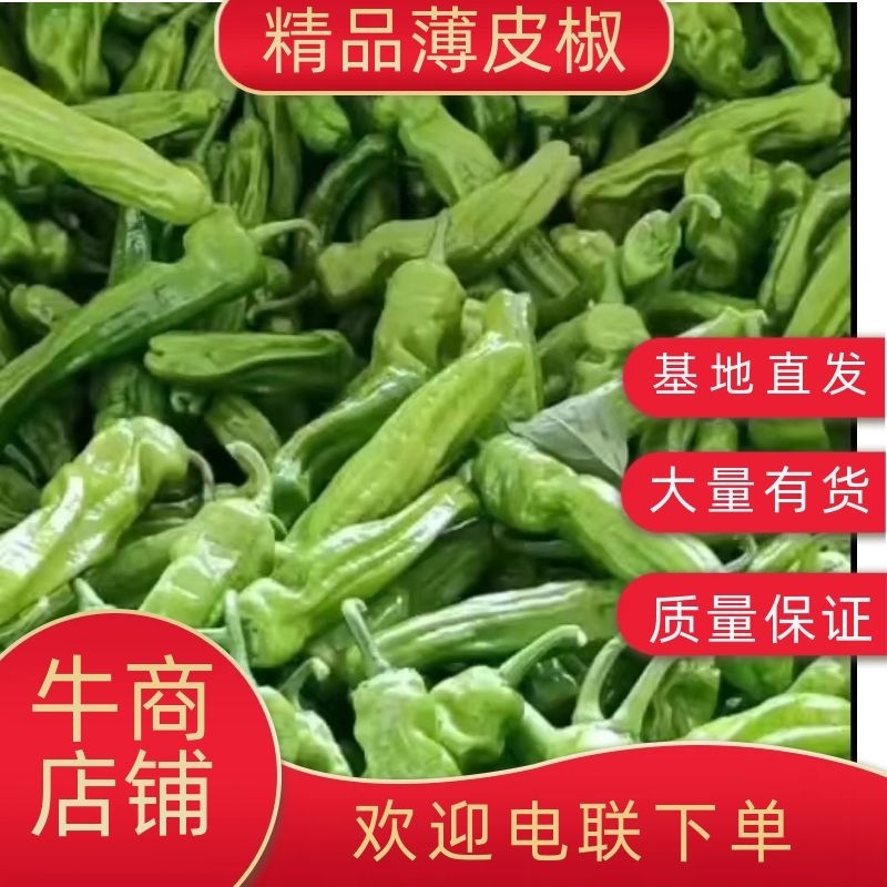 山东精品薄皮椒大量上市品质保证量大从优欢迎联系