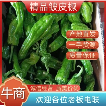 山东精品皱皮椒大大量上市品质保证一手货源量大从优
