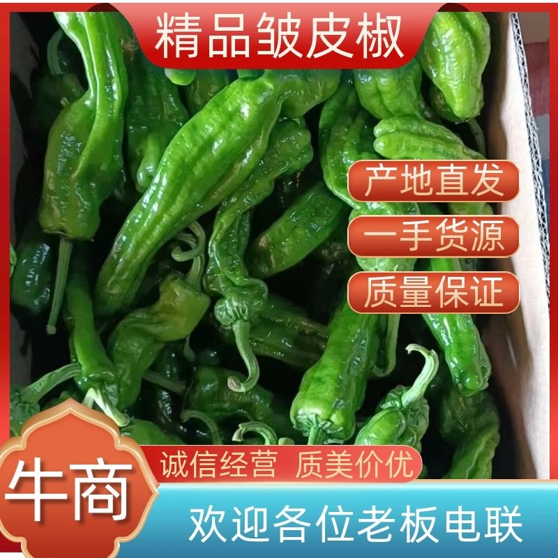 山东精品皱皮椒大大量上市品质保证一手货源量大从优