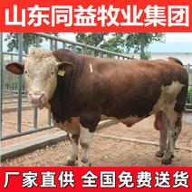 育肥牛犊西门塔尔牛手续齐全厂家直供免费送货