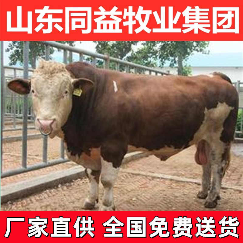 育肥牛犊西门塔尔牛手续齐全厂家直供免费送货
