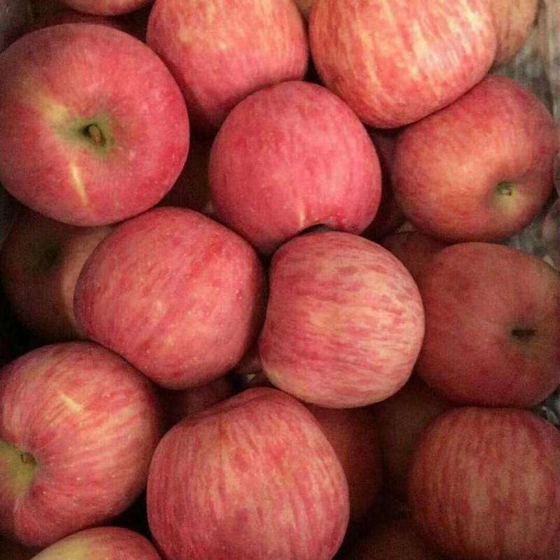 【精品】红富士苹果山东苹果一手货源皮薄多汁质量保障