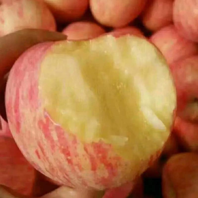 【精品】红富士苹果山东苹果一手货源皮薄多汁质量保障