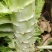 《实力》红叶香莴苣莴笋品质保障对接商超市场实力供货