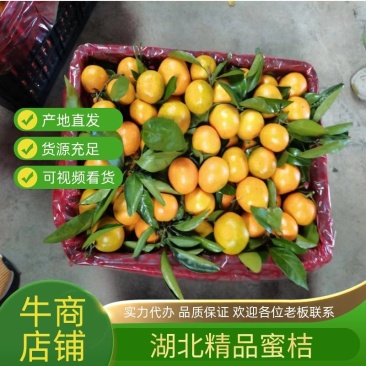 湖北丹江口精品蜜桔基地直发品质保证欢迎联系