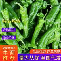 夏邑大棚精品301鲜辣椒现上市中，河南辣椒欢迎咨询